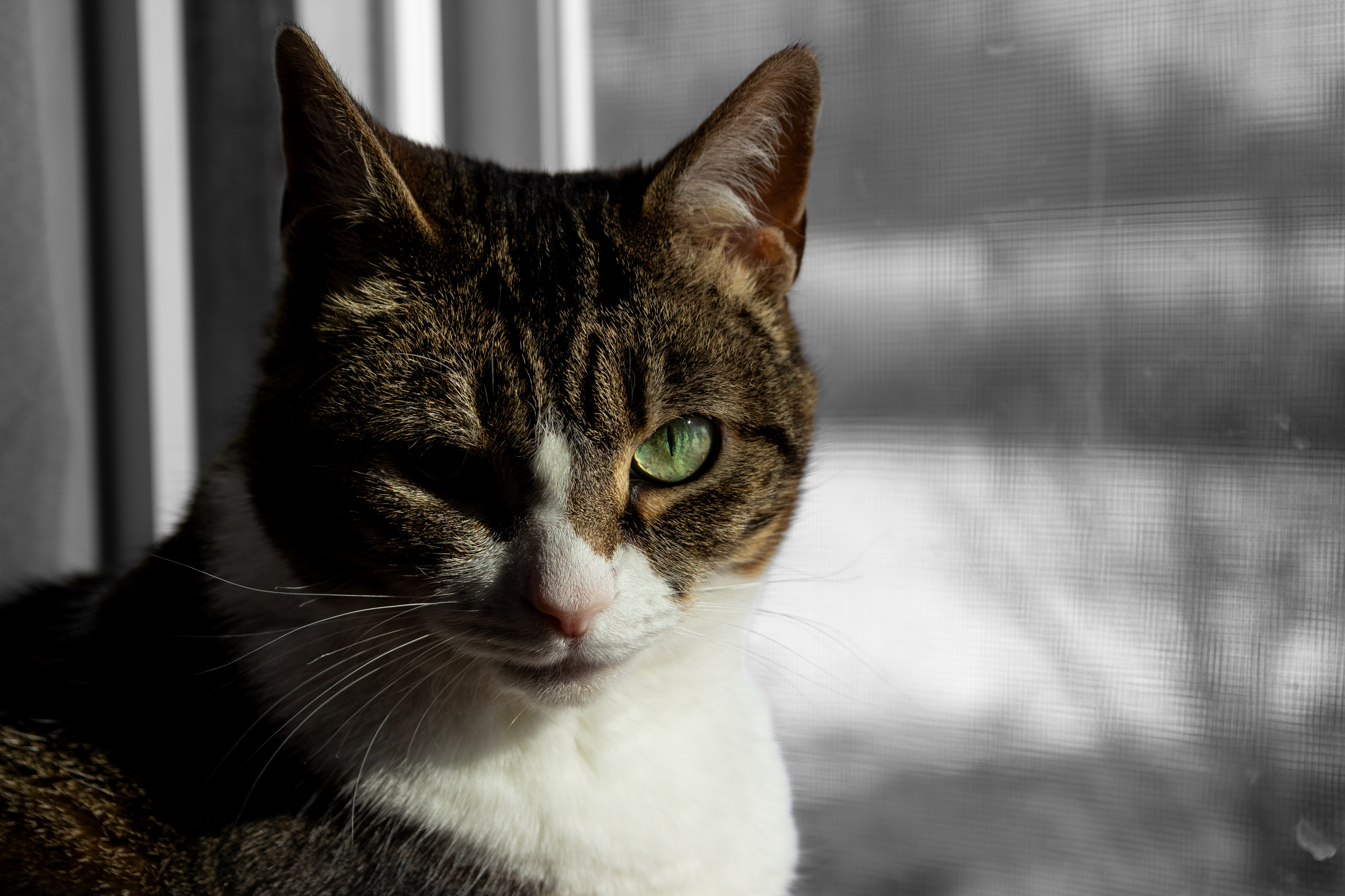 A portrait of a female tabby cat by a backdoor with a focus on her vivid green left eye and a black-and-white winter background outside.