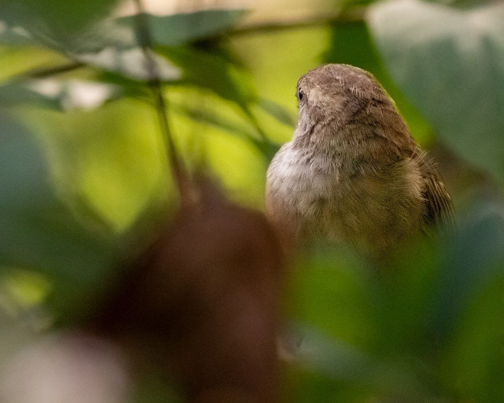 A female house sparrow looking away for a moment in a leafy green bush.