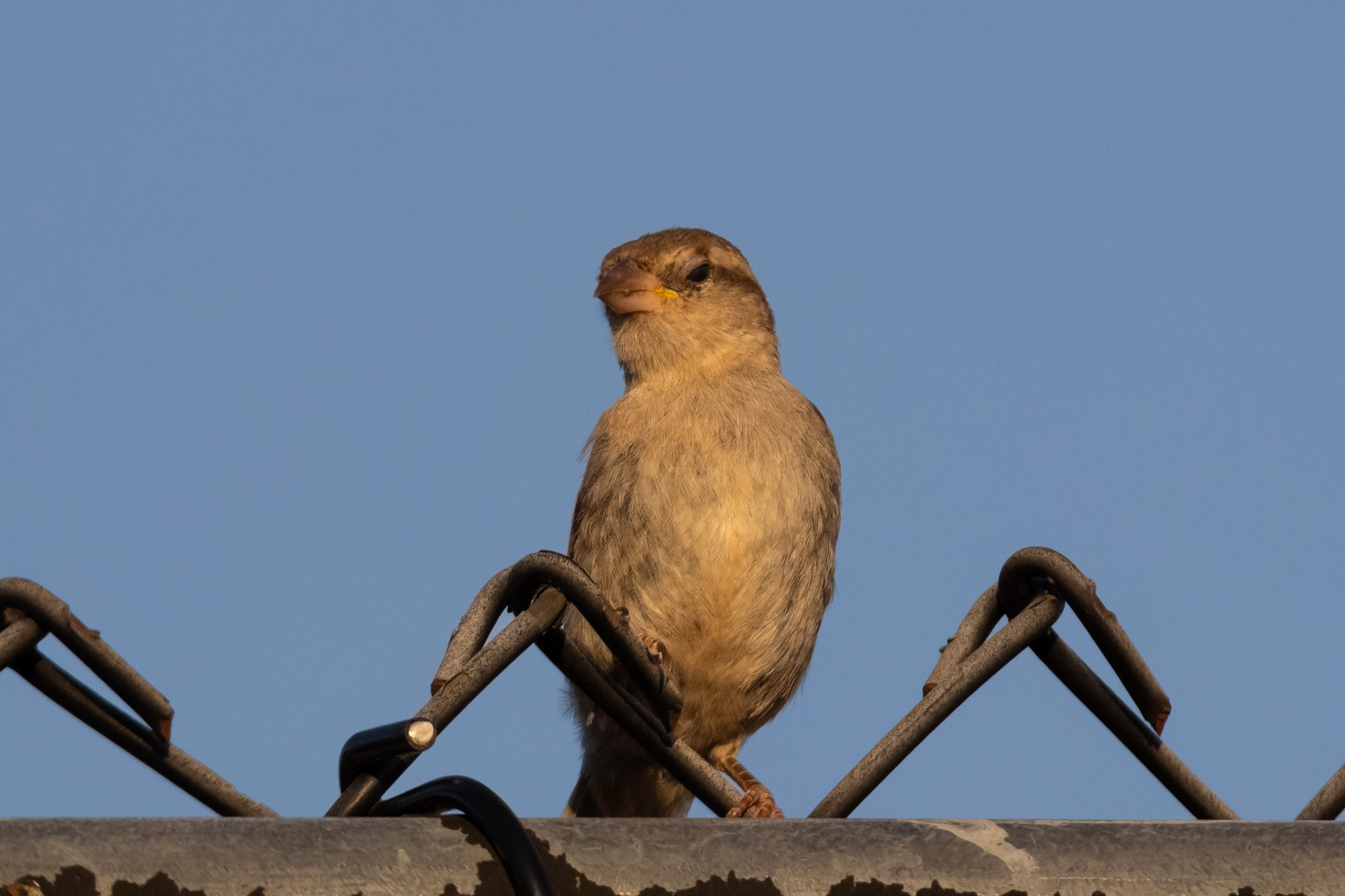 A female house sparrow on a chain-link fence, looking utterly unimpressed.