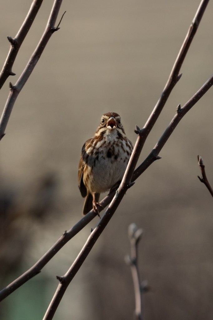An unusually bold song sparrow singing at the camera while perched on a twig.