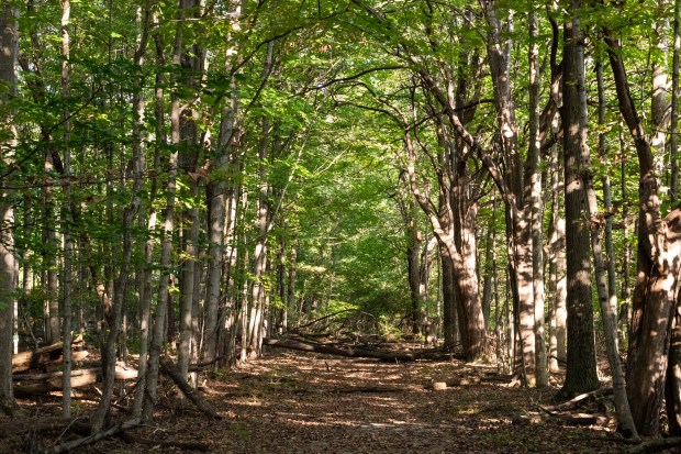 Warm spots of sunlight scattered throughout a "corridor" of green-leaved trees.