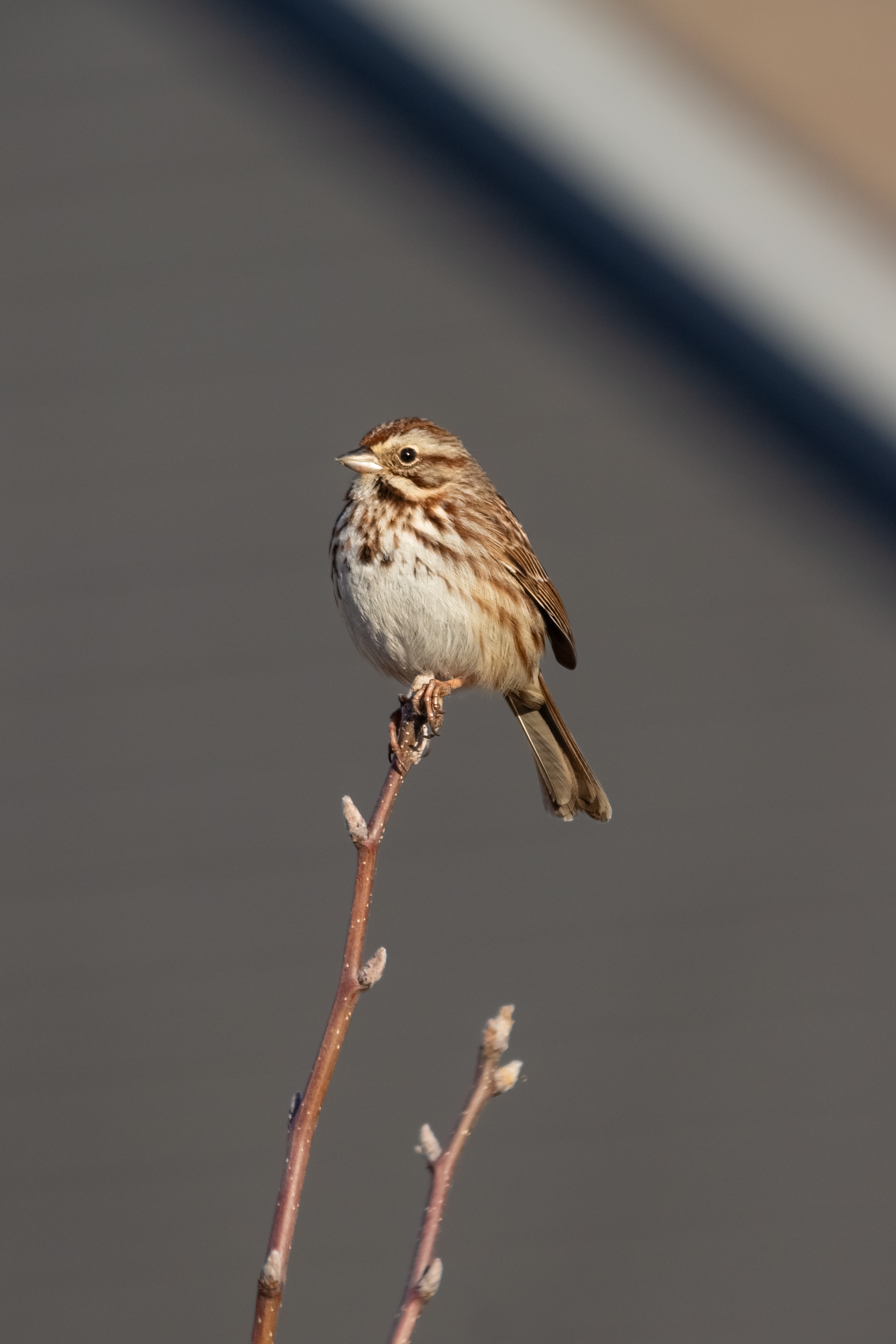 A cute song sparrow calmly perched on a twig, pausing to glance back at the camera.