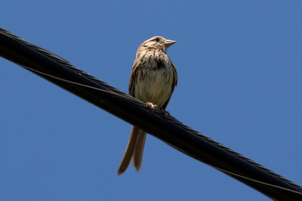 A sunny song sparrow perched on a telephone cable, sunlight glimmering in his eye.
