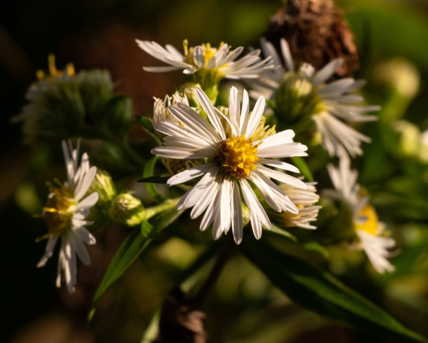 A radiant cluster of large white panicled aster flowers with yellow centers, illuminated by golden hour light.