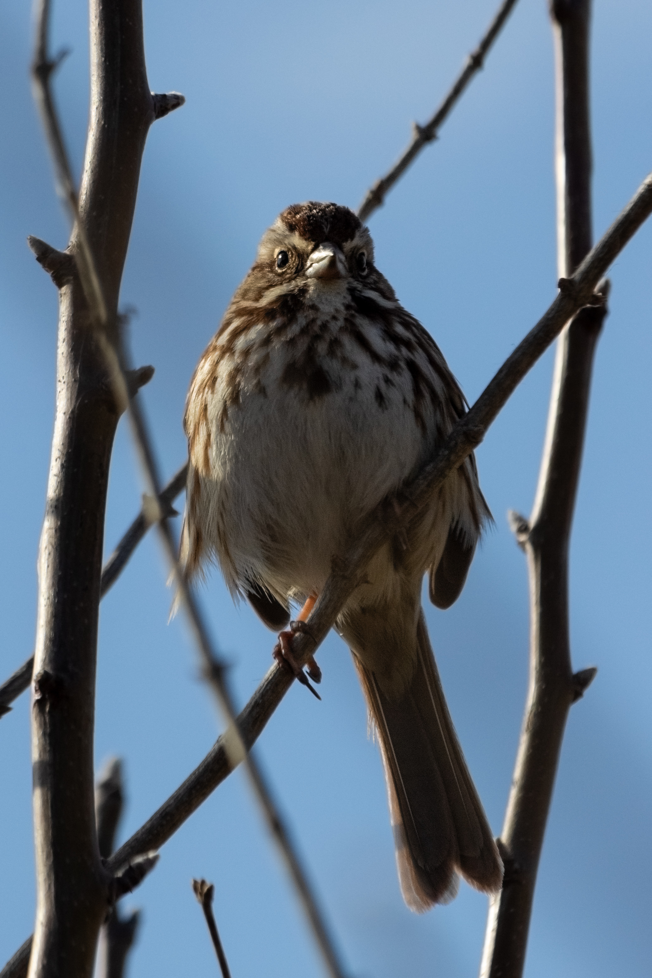 A bold song sparrow looking at the camera while perched on a twig.