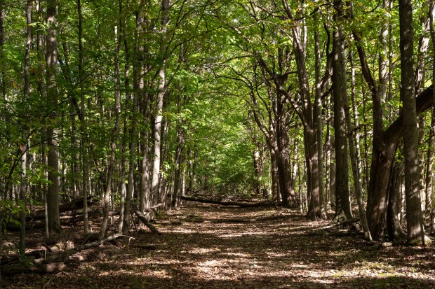 Soft sunlight across a verdant tree "corridor".