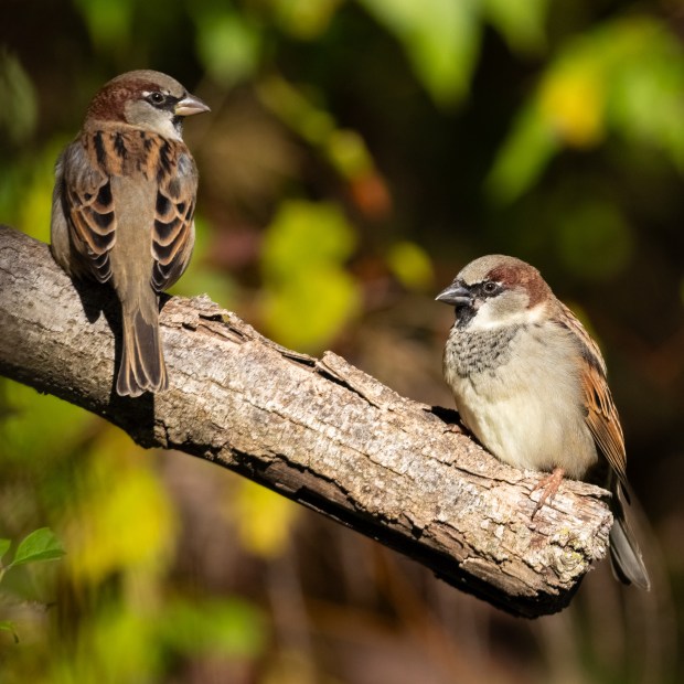 Two male house sparrows on a branch.