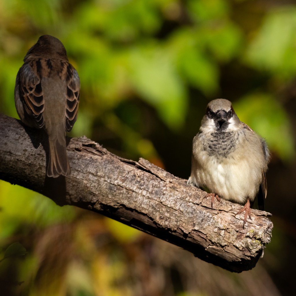 Two male house sparrows on a branch, one looking pensively away and the other giving the camera a grumpy look.