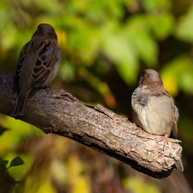 Two male house sparrows looking pensively away while perched on a branch.