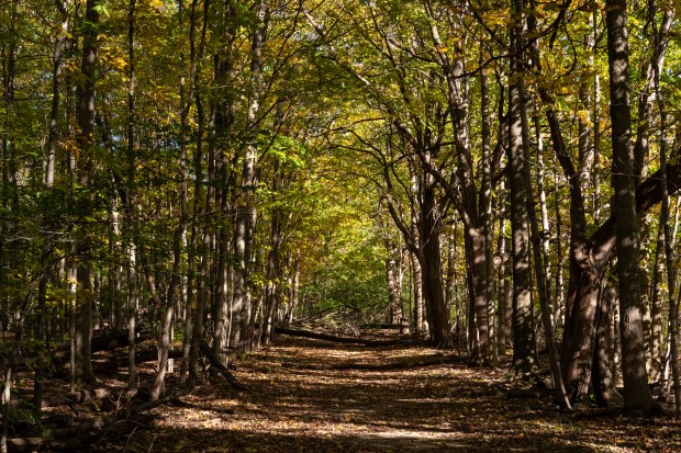 Soft spots of sunlight across a tree "corridor", the green leaves mixed with yellows.