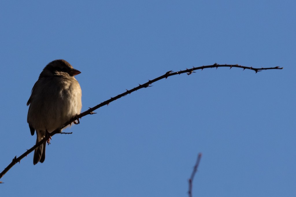 A serene female house sparrow basking in sunlight on a twig.