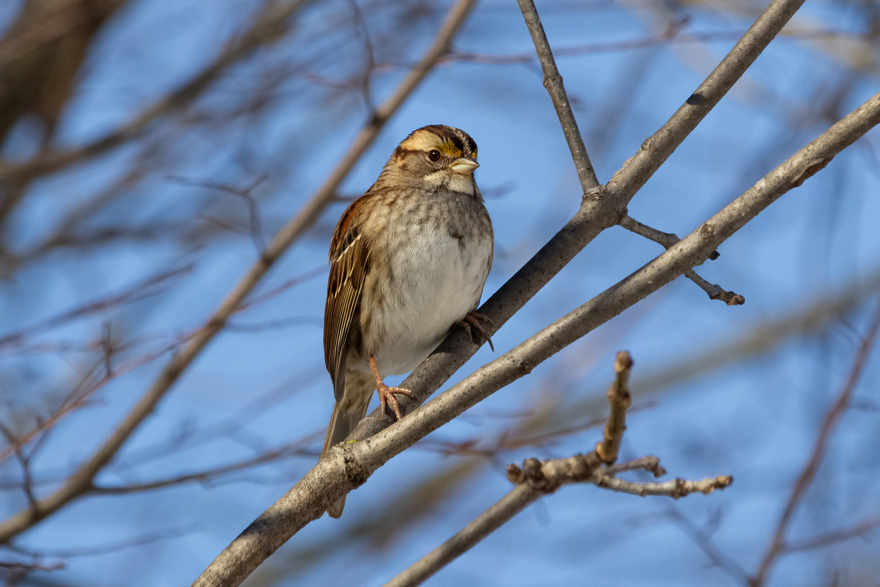 A white-throated sparrow perched on a branch.