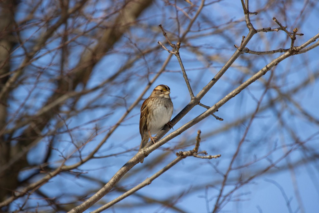 A picture of a white-throated sparrow on a branch.