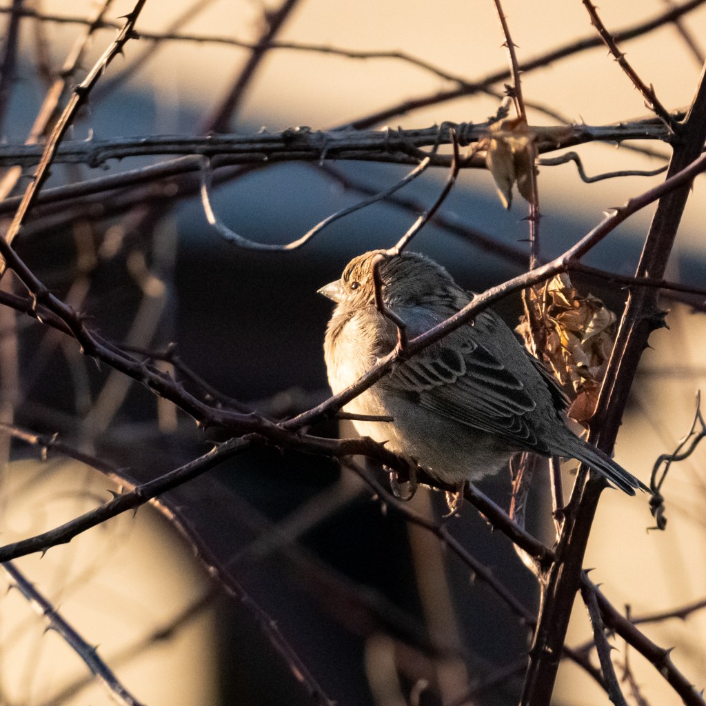 A sunny female house sparrow facing the setting sun.
