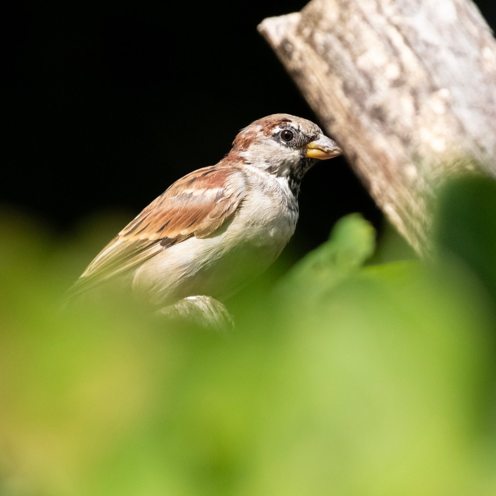 A young male house sparrow with bright brown eyes, looking like he's smiling at the camera.