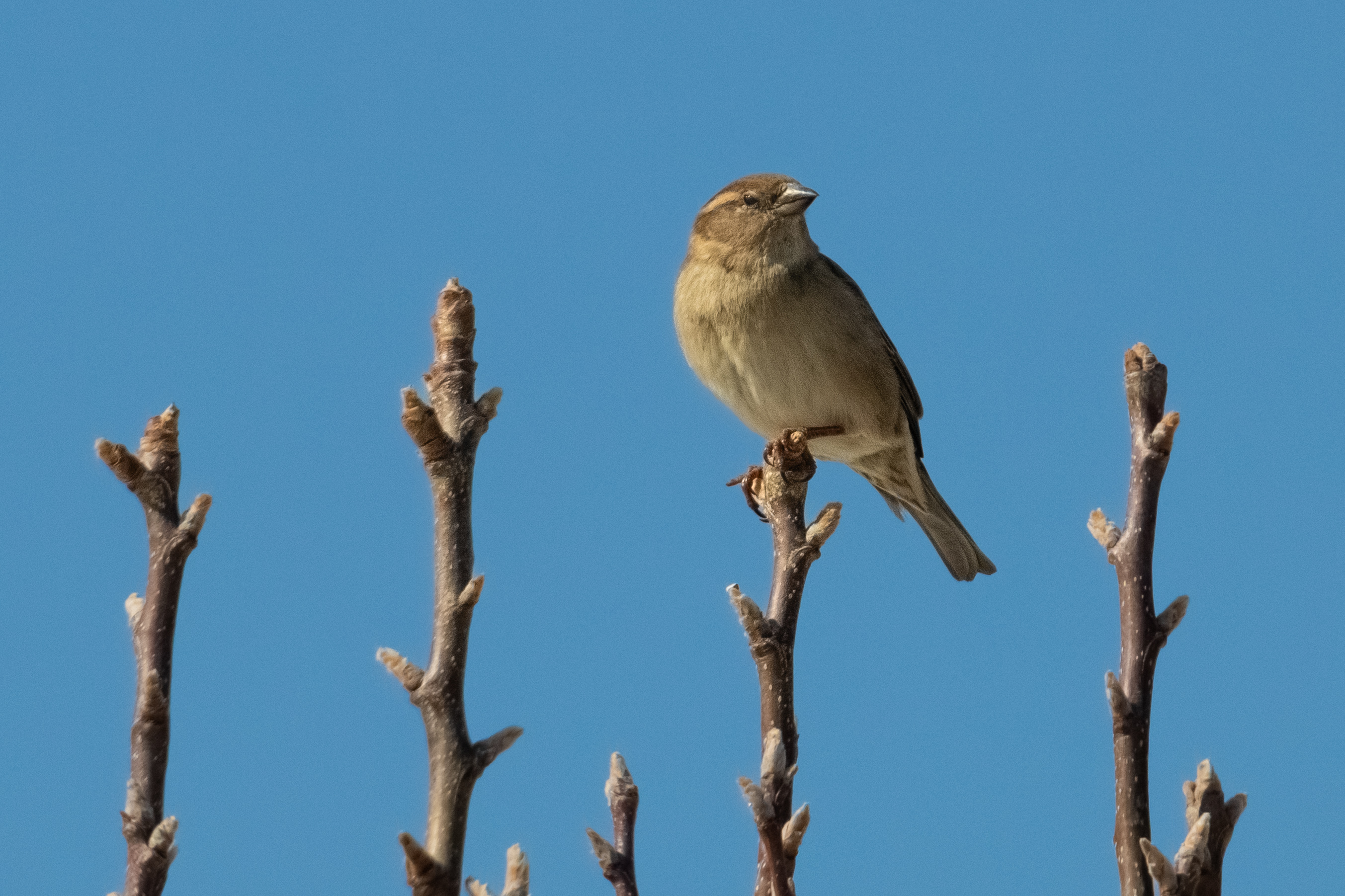 A female house sparrow on a twig, looking like she's smirking.