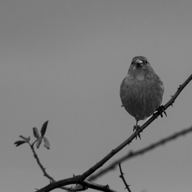 A black and white picture of a female house sparrow on a twig, looking at the camera.