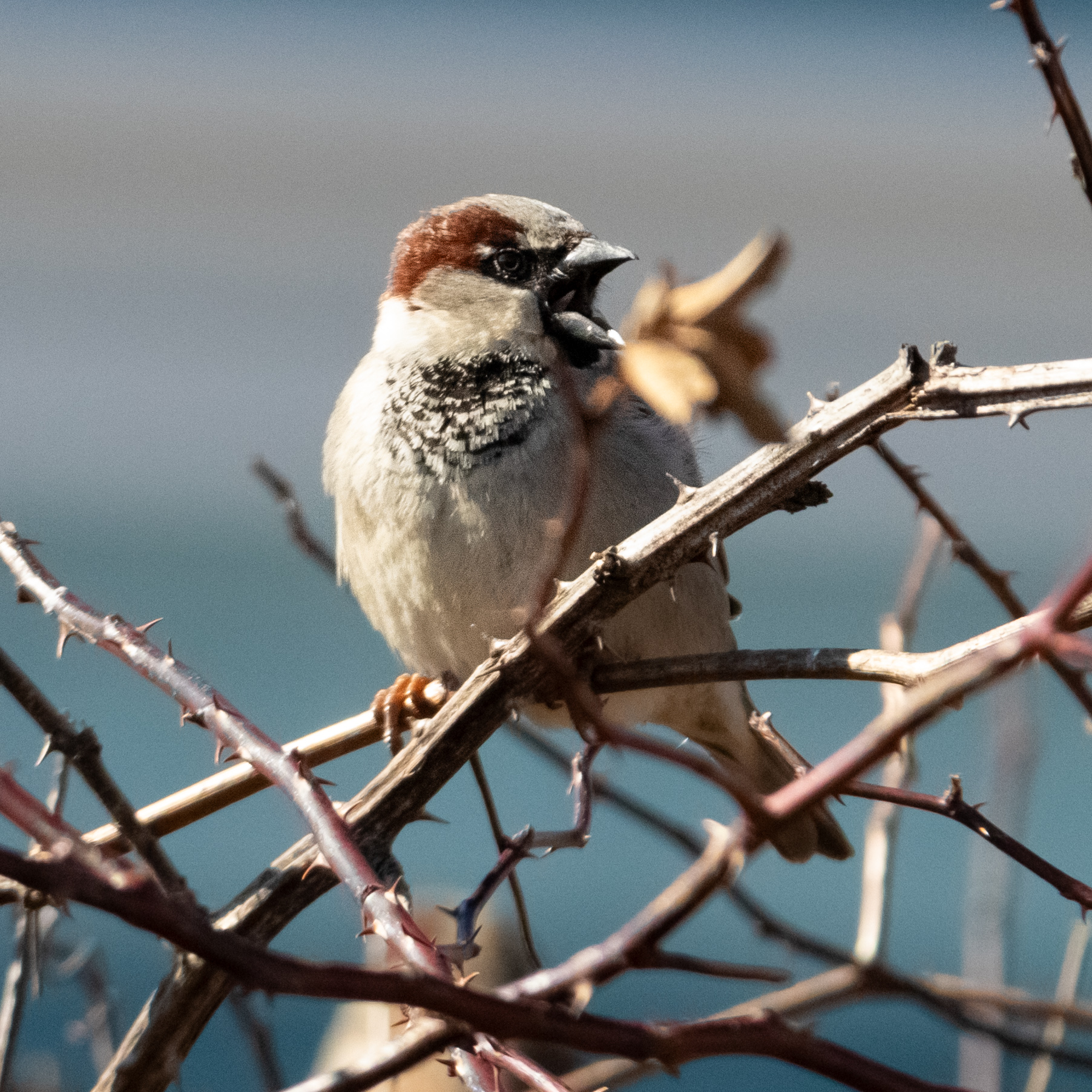 A male house sparrow perched by a leaf, looking like he's yelling.