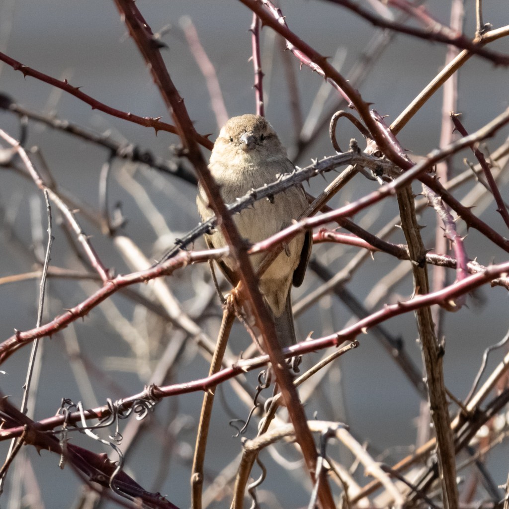A female house sparrow looking at the camera.