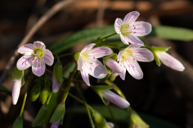 A gently lit cluster of Virginia spring beauty flowers.